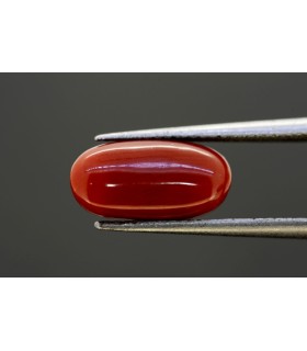3.91 cts Natural Coral - Moonga (SKU:90082009)