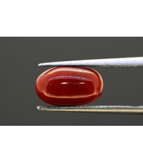 4.12 cts Natural Coral (Moonga)