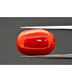 15.11 cts Natural Coral (Moonga)