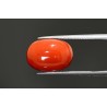 10.92 cts Natural Coral (Moonga)