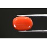 10.92 cts Natural Coral (Moonga)