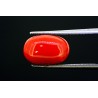 5.83 cts Natural Coral (Moonga)