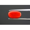 5.04 cts Natural Coral (Moonga)