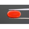 4.74 cts Natural Coral (Moonga)