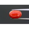 4.56 cts Natural Coral (Moonga)