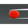 4.96 cts Natural Coral (Moonga)