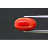 6.51 cts Natural Coral (Moonga)