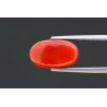 6.51 cts Natural Coral (Moonga)