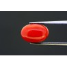 4.16 cts Natural Coral (Moonga)