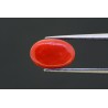 4.16 cts Natural Coral (Moonga)