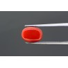 4.84 cts Natural Coral (Moonga)