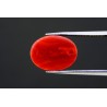 5.38 cts Natural Coral (Moonga)