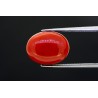 6.7 cts Natural Coral (Moonga)