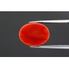 6.7 cts Natural Coral (Moonga)