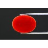 12.73 cts Natural Coral (Moonga)