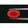 5.2 cts Natural Coral (Moonga)