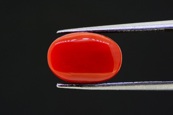 5.2 cts Natural Coral (Moonga)