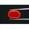 5.2 cts Natural Coral (Moonga)