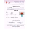 Gem Testing Laboratory | GJEPC Report for 23.82 cts Natural Coral (Moonga)