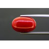 7.39 cts Natural Coral (Moonga)