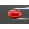 2.52 cts Natural Coral (Moonga)