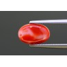 2.52 cts Natural Coral (Moonga)