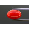 3.51 cts Natural Coral (Moonga)