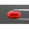 3.95 cts Natural Coral (Moonga)