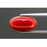 4.5 cts Natural Coral (Moonga)
