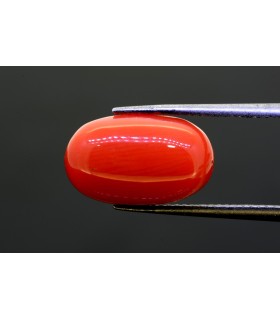 8.22 cts Natural Coral (Moonga)