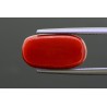 8.93 cts Natural Coral (Moonga)