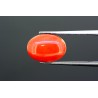 3.96 cts Natural Coral (Moonga)