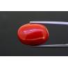 12.31 cts Natural Coral (Moonga)