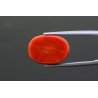 12.31 cts Natural Coral (Moonga)