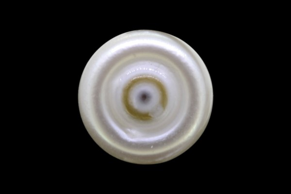 2.88 cts Cultured Pearl (Moti)