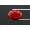 6.47 cts Natural Coral (Moonga)