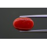 6.47 cts Natural Coral (Moonga)