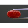 5.23 cts Natural Coral (Moonga)