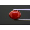 4.43 cts Natural Coral (Moonga)