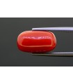 7.94 cts Natural Coral (Moonga)