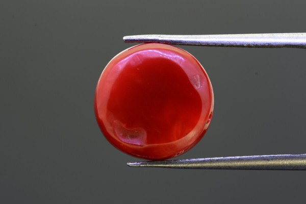 8.74 cts Natural Coral (Moonga)