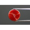 6.76 cts Natural Coral (Moonga)