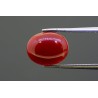 3.31 cts Natural Coral (Moonga)