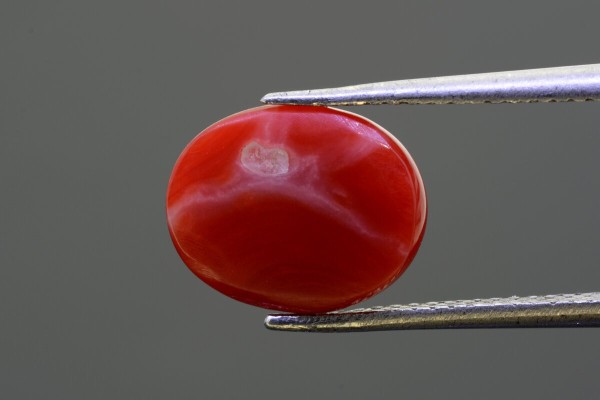 3.31 cts Natural Coral (Moonga)