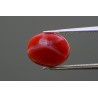 3.31 cts Natural Coral (Moonga)