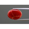 8.99 cts Natural Coral (Moonga)