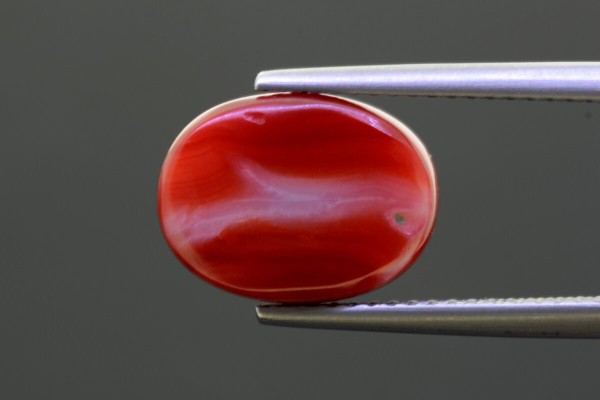 5.5 cts Natural Coral (Moonga)