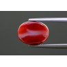 5.5 cts Natural Coral (Moonga)
