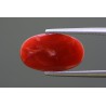 5.23 cts Natural Coral (Moonga)