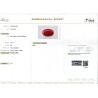 IIGJ Research & Laboratories | GJEPC Report for 9.73 cts Natural Coral (Moonga)